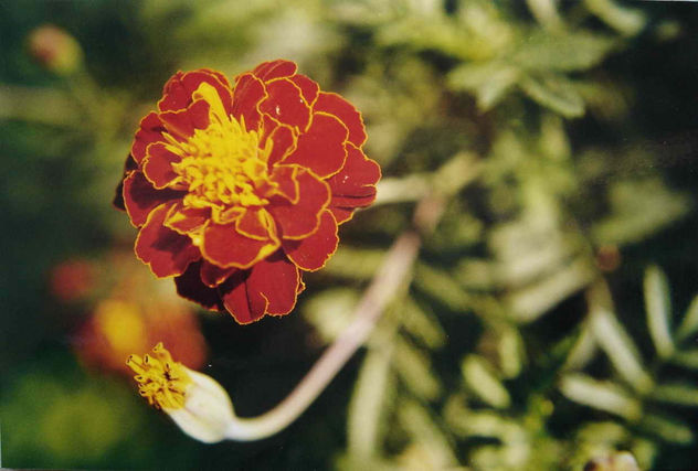EN BUSCA DEL SOL