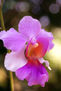 Orquidea 1