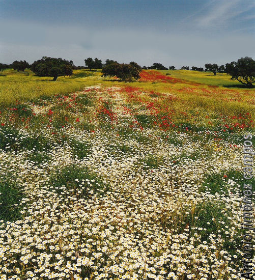 pedroches de margaritas y amapolas 