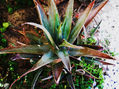 NATURALEZA
