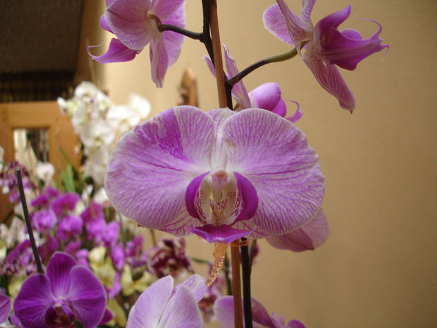 Otra Variedad De Orquídeas