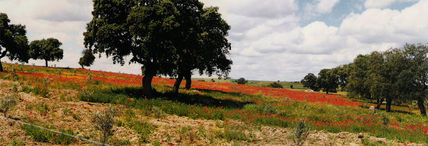Pedroches de amapolas