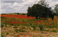 Rojo amapola