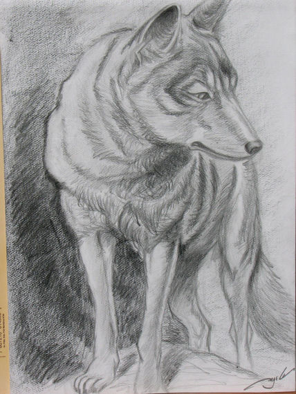 Canino