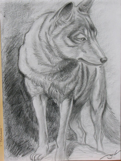 Canino