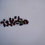 2009 thumbnail 2
