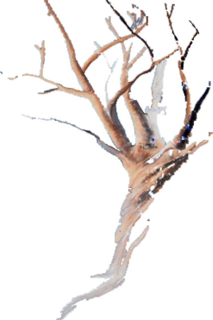 Arbol 2
