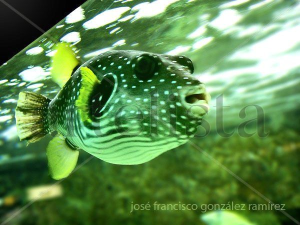 PEZ BELLO DE LOS OCÉANOS (Foto ecológica) 