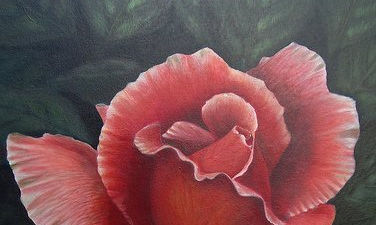 Rosas de mi jardín