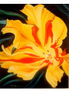 ORQUIDEA