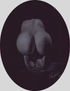 desnudo