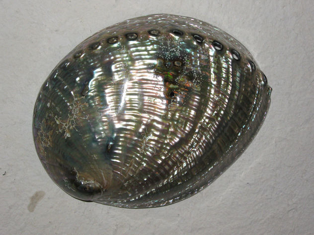 " concha de luces"