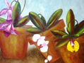 ORQUIDEASII