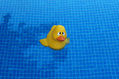 un Pato