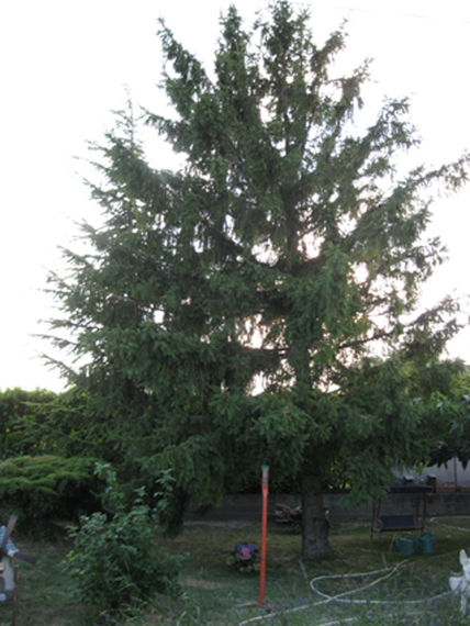 El pino