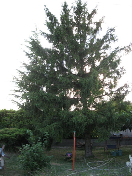 El pino