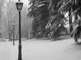 Nieva