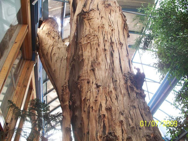 arbol