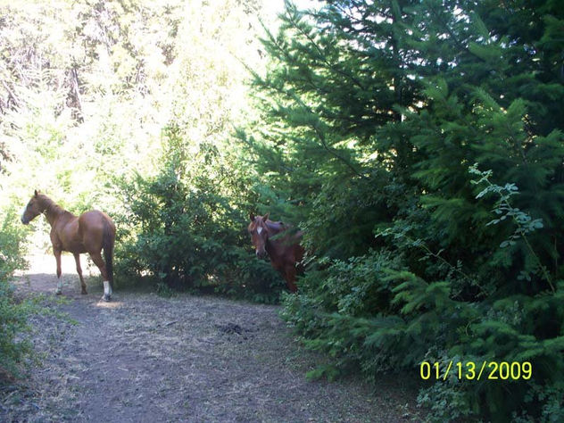 caballos