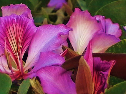 Flores