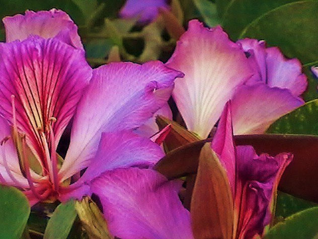 flores