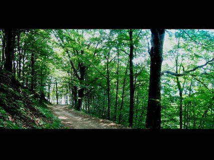 Palissatge 11