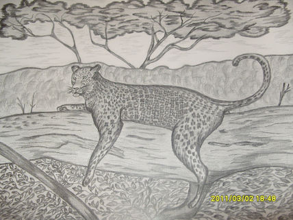 Leopardo