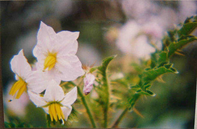 LA FLOR DEL TOMATITO SILVESTRE Naturaleza Color (Química)