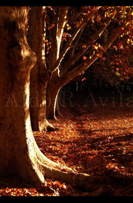 guardianes del bosque