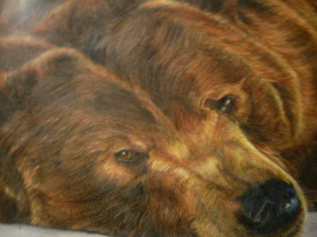 oso pardo