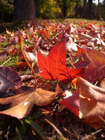 Niños de otoño