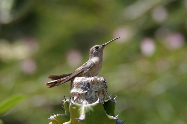 El nido del colibrí. 