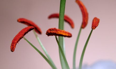 MACRO
