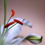 MACRO thumbnail 1