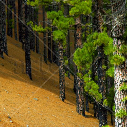 trees