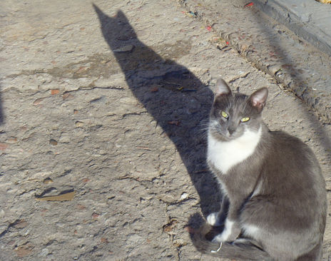 Mi gato y su sombra