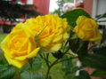 rose gialle