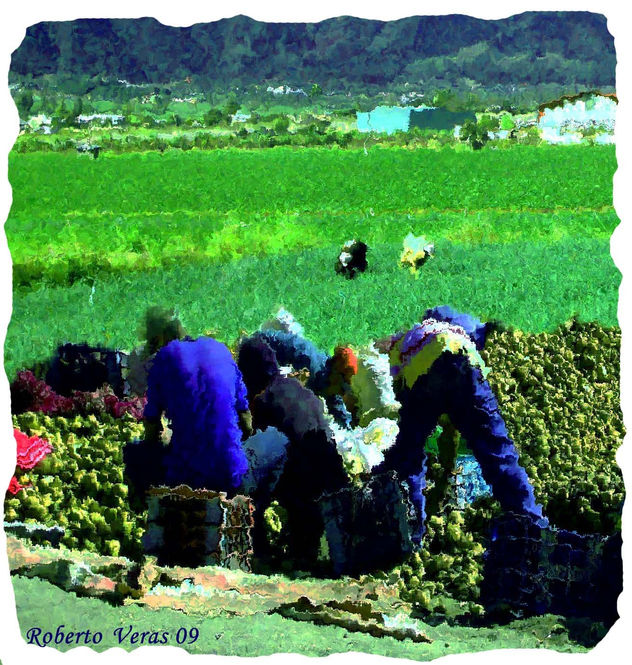 RECOLECTORES DE PATATAS