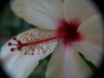 Rosa china blanca