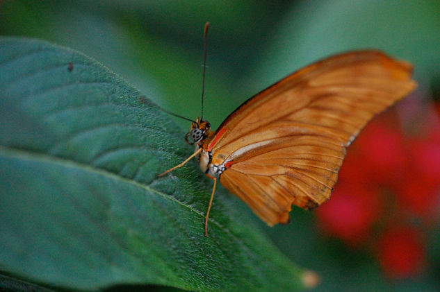 Terciopelo Alado 