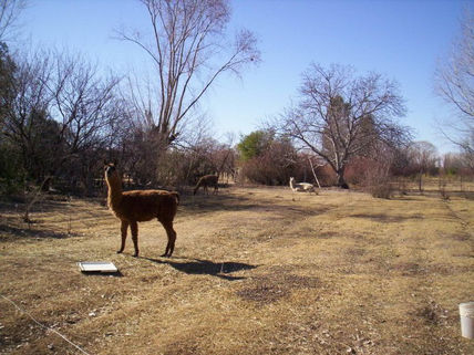 Llama (2)