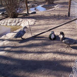 San Rafael, Mendoza (2) - Granja educativa thumbnail 1
