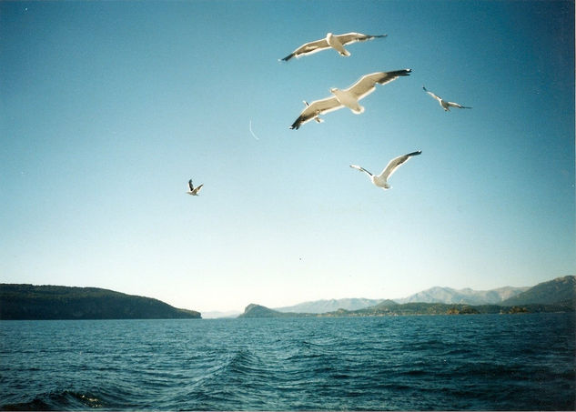 gaviotas Naturaleza Color (Química)