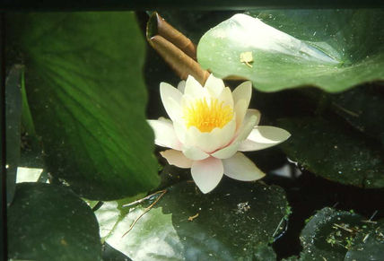 Nenufar
