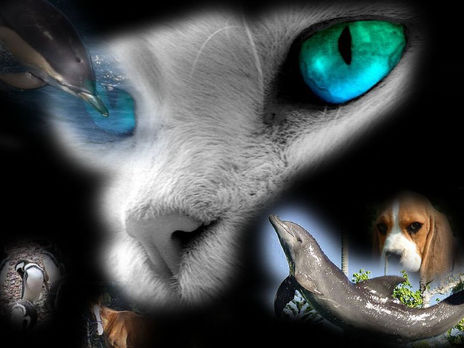 Belleza animal