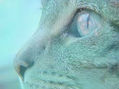 perfil animal
