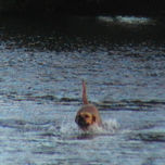 belleza de los perros thumbnail 1