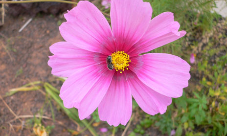 Flores