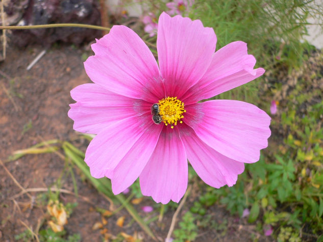 Flores y plantas 