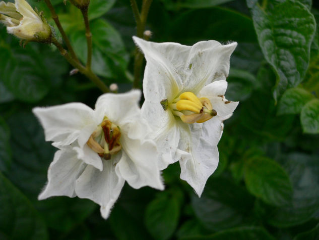 Flores y plantas 